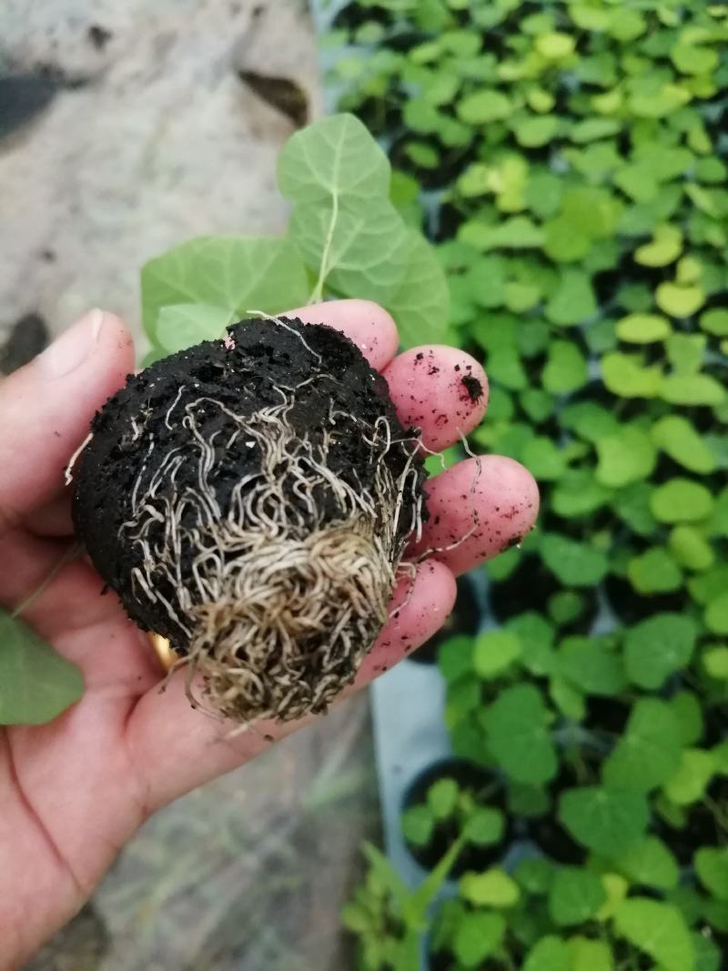 江西道地中药材粉防己苗，，名贵中药材种苗。