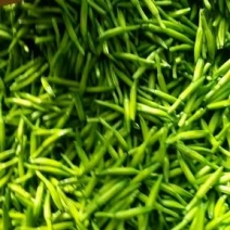 四月花黄花菜