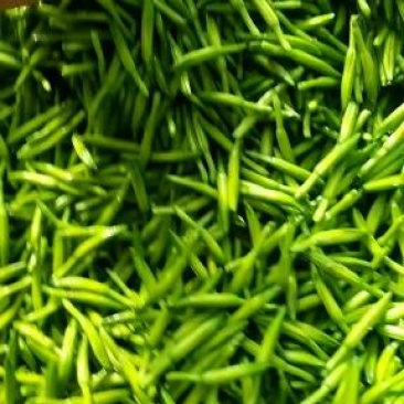四月花黄花菜