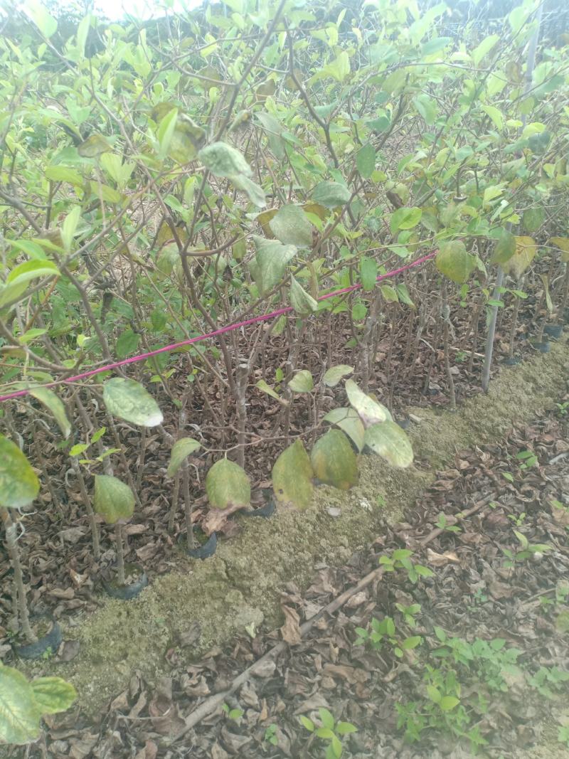 青枣苗嫁接小袋，根系发达，放心苗…量大价优…品质优