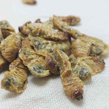 蛴螬野生中药材蛴螬土蚕老母虫核桃虫蛴螬虫可磨蛴