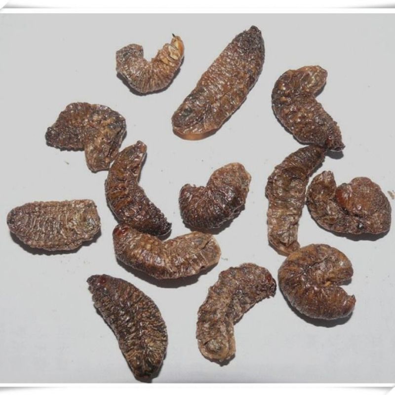 蛴螬野生中药材蛴螬土蚕老母虫核桃虫蛴螬虫可磨蛴