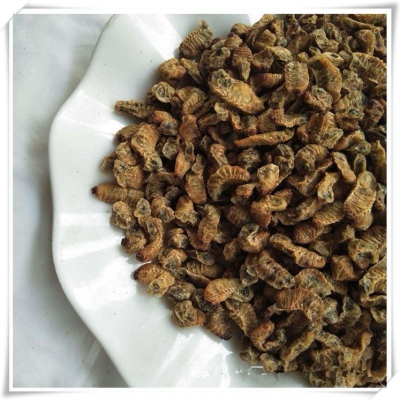 蛴螬野生中药材蛴螬土蚕老母虫核桃虫蛴螬虫可磨蛴