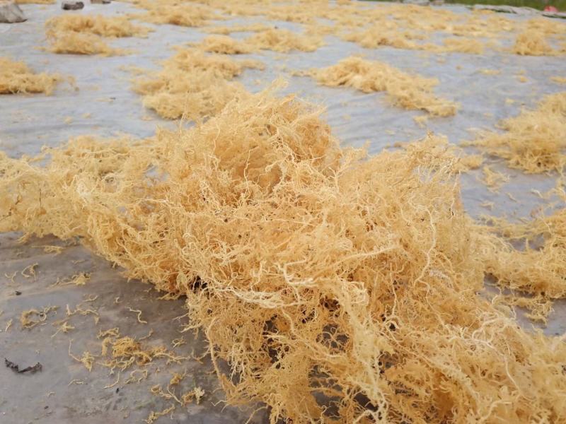 清水龙须菜，无盐无糖，中细毛，泡发率高。