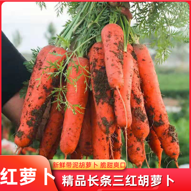 【一件代发】长条三红胡萝卜产地直发电商市场