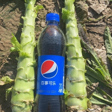 莴笋