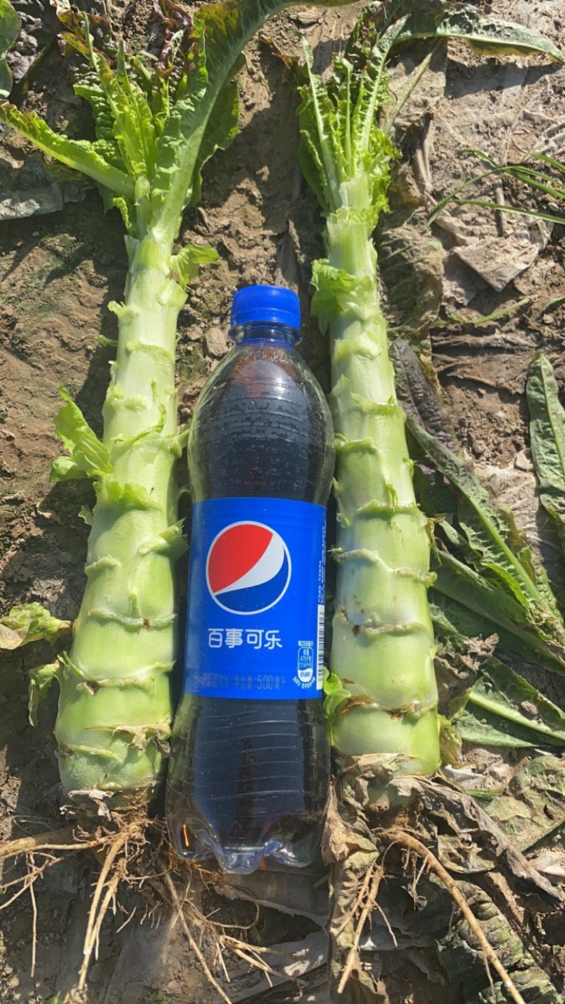 莴笋