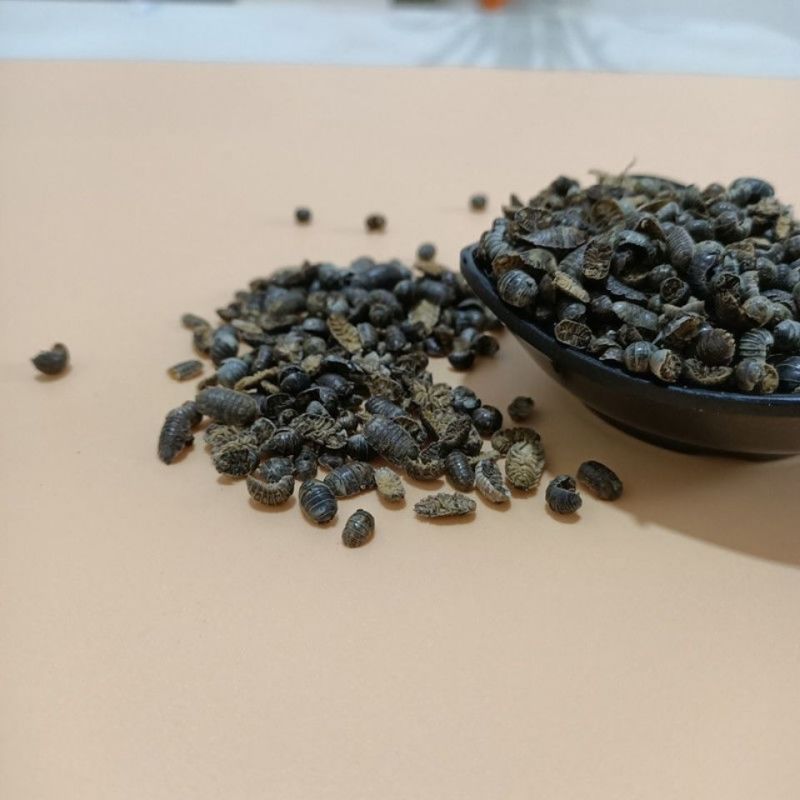 中药材]鼠妇虫中药材鼠妇虫野生鼠妇虫地虱湿虫潮虫