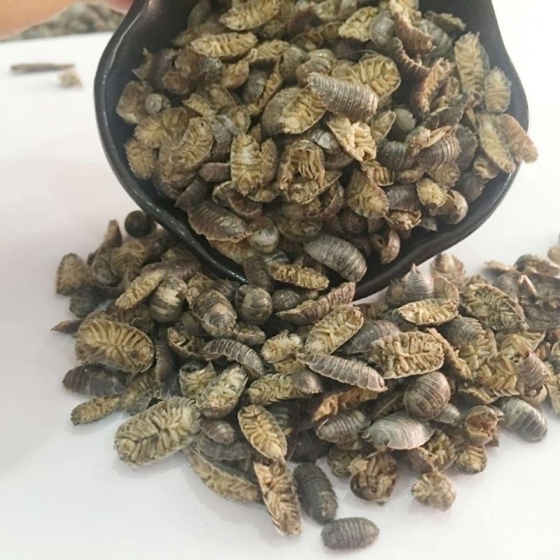 中药材]鼠妇虫中药材鼠妇虫野生鼠妇虫地虱湿虫潮虫
