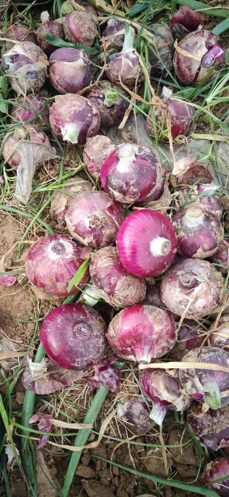 河南二红洋葱大量供应，发往全国各地，质量杠杠，诚信经营