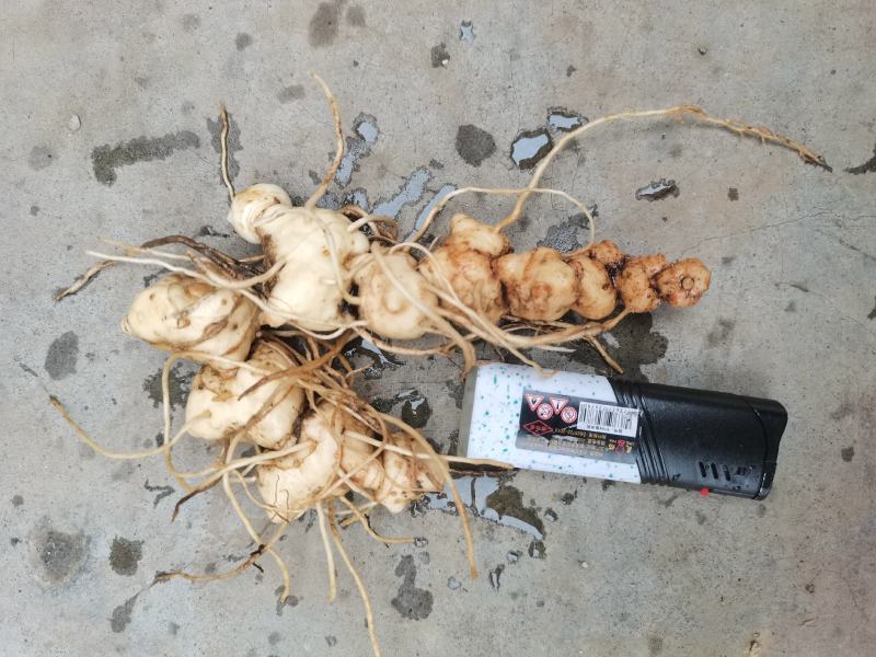 贵州中药材多花黄精黔带须根黄精包邮非种植