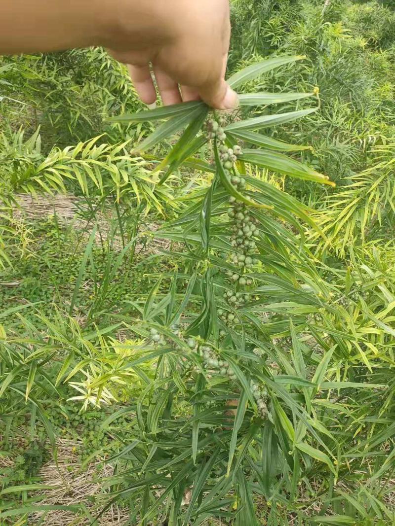 贵州中药材多花黄精黔带须根黄精包邮非种植