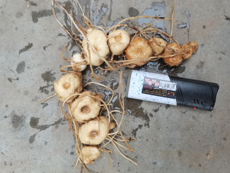 贵州中药材多花黄精黔带须根黄精包邮非种植