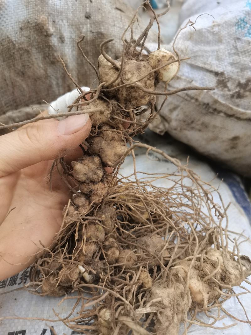 贵州中药材多花黄精黔带须根黄精包邮非种植
