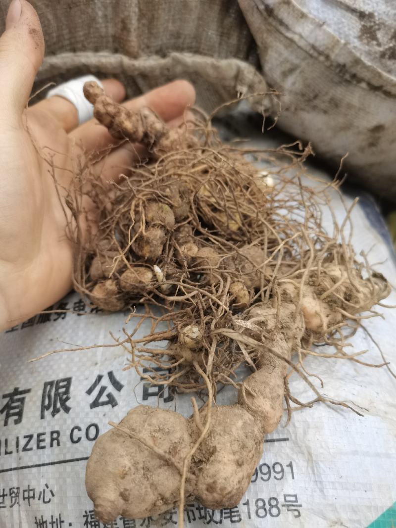 贵州中药材多花黄精黔带须根黄精包邮非种植