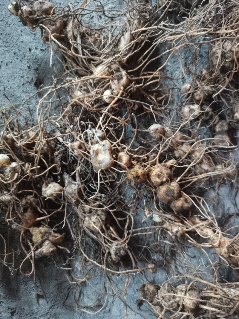贵州中药材多花黄精黔带须根黄精包邮非种植