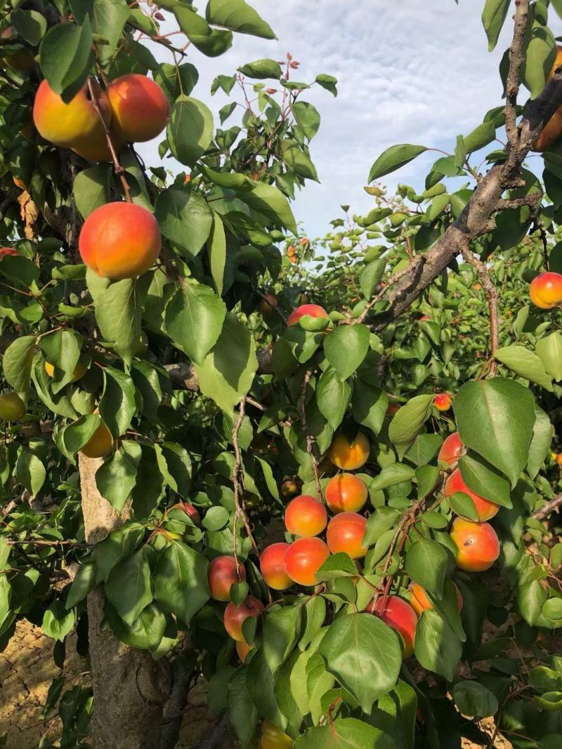 陕西大荔露地丰源红杏