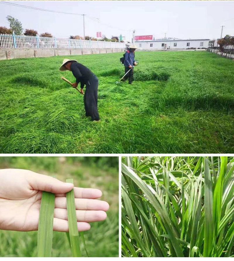 进口牧草种子多年生黑麦草四季养牛羊鸡鸭鹅鱼兔马高产耐寒牧