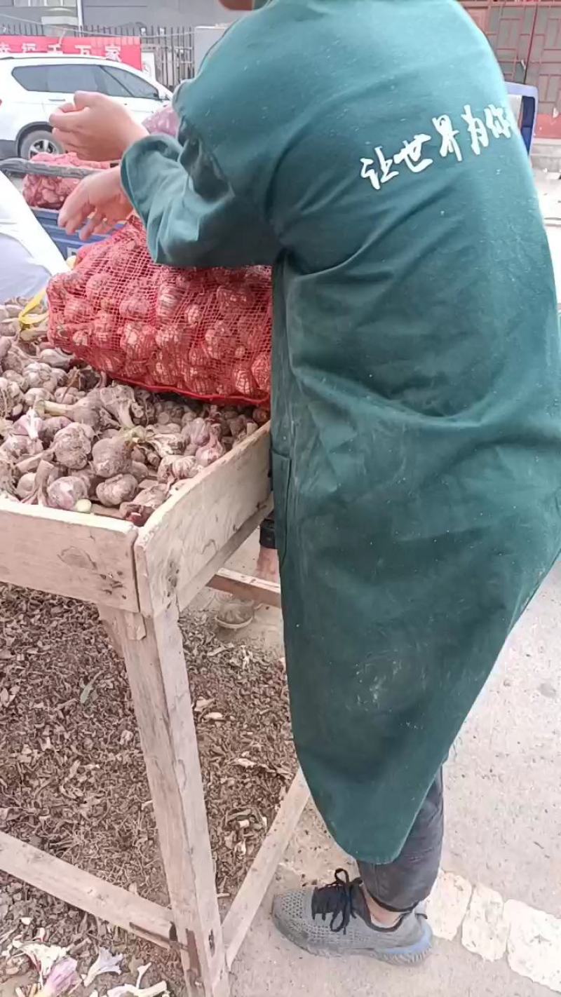 邳州精品鲜蒜已大量上市，适合拔皮晾晒，进出口贸易