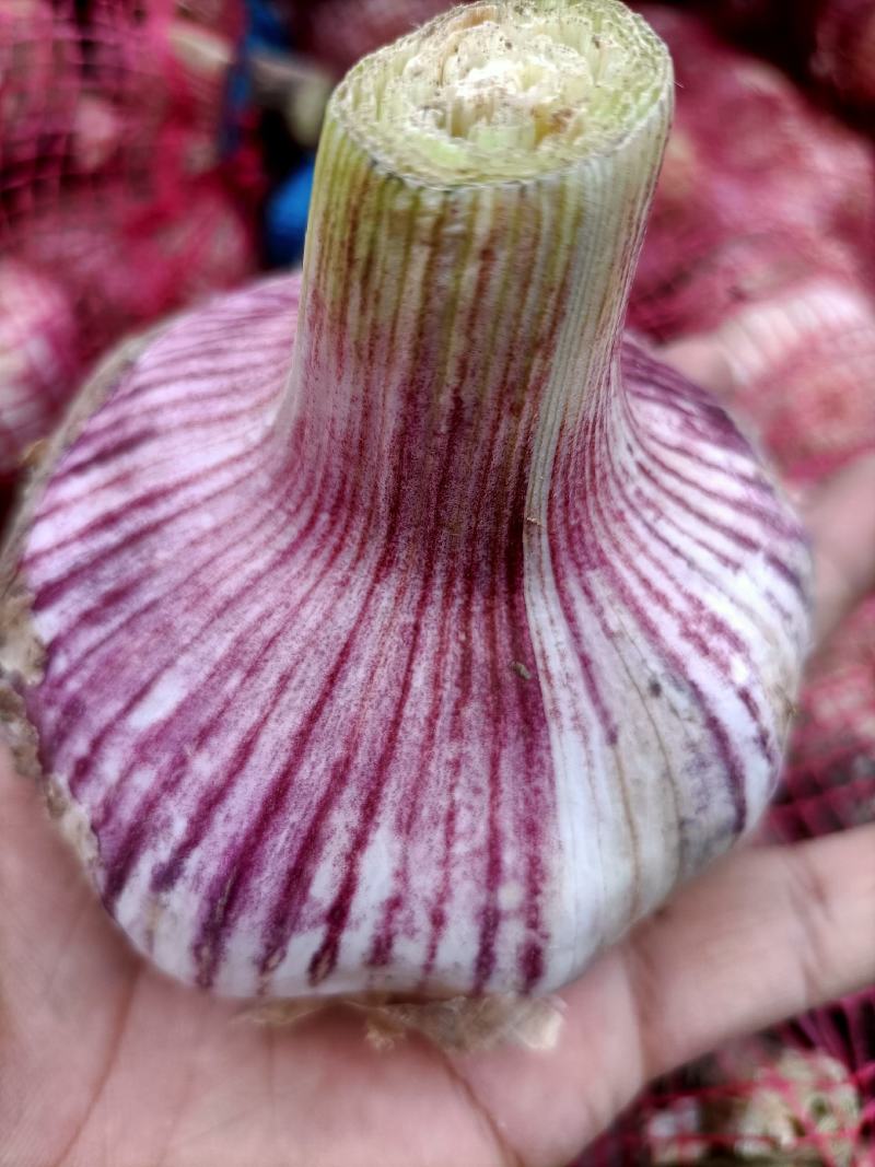 邳州精品鲜蒜已大量上市，适合拔皮晾晒，进出口贸易