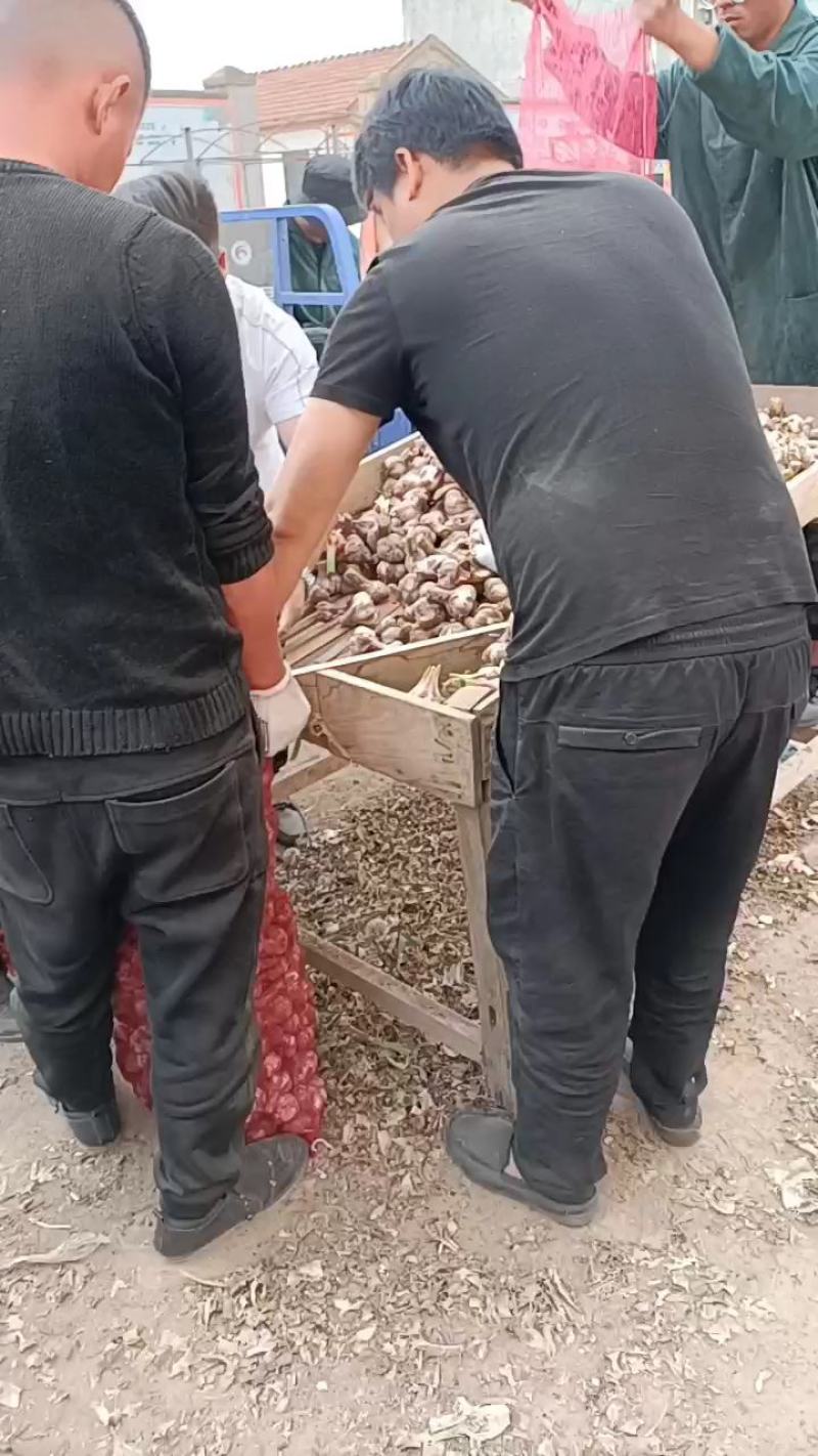 邳州精品鲜蒜已大量上市，适合拔皮晾晒，进出口贸易