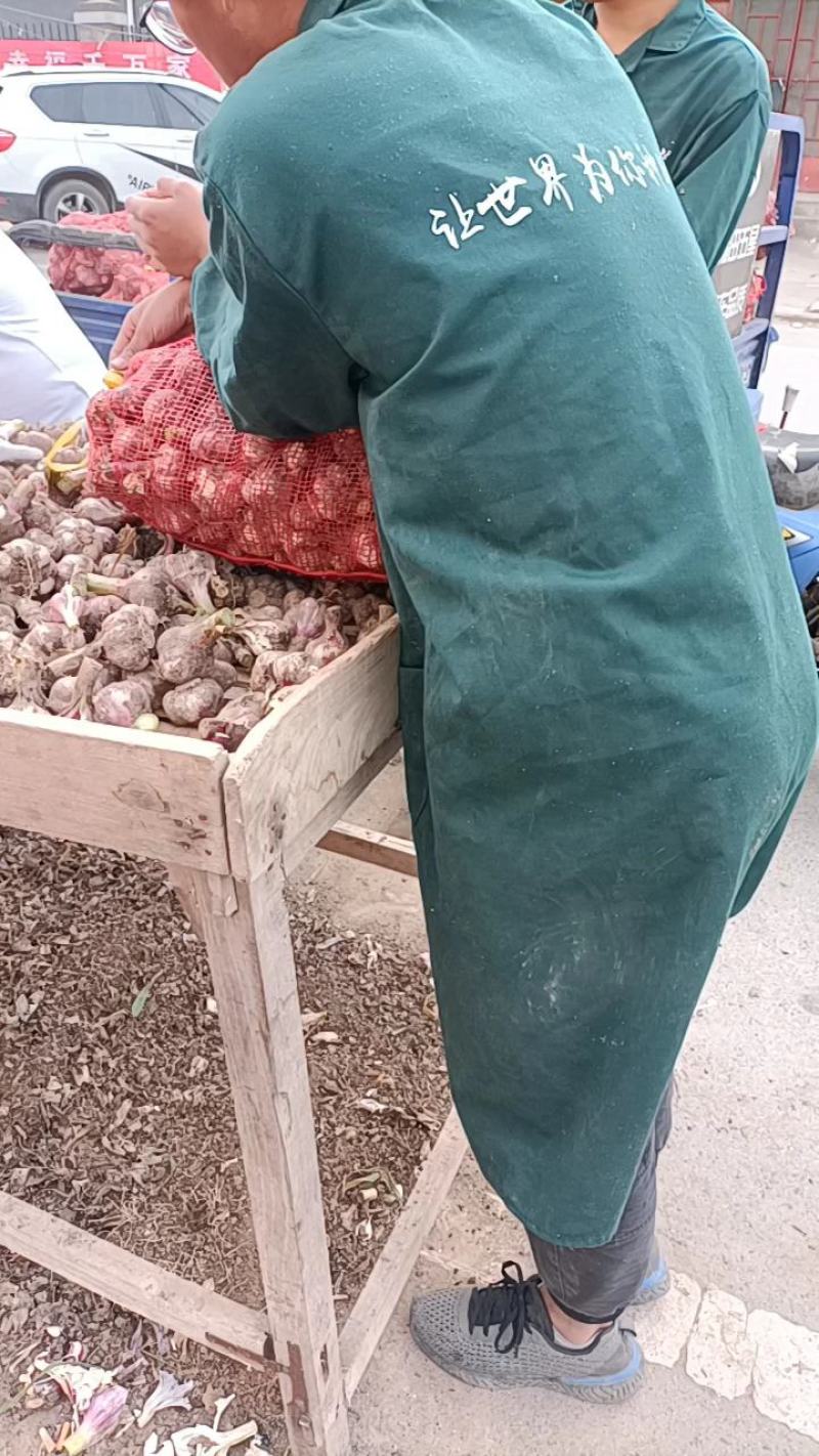 邳州精品鲜蒜已大量上市，适合拔皮晾晒，进出口贸易