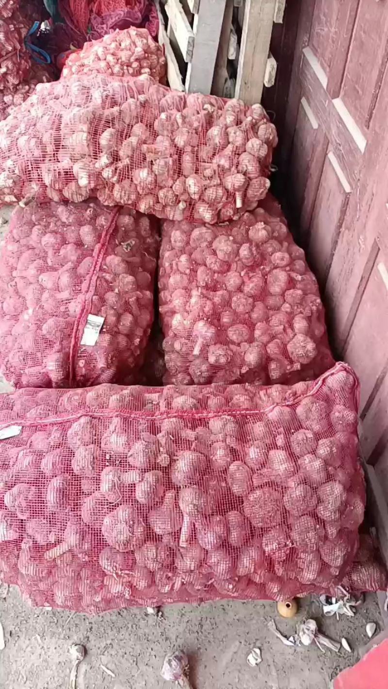 邳州精品鲜蒜已大量上市，适合拔皮晾晒，进出口贸易