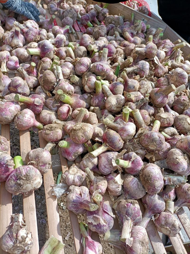 邳州精品鲜蒜已大量上市，适合拔皮晾晒，进出口贸易