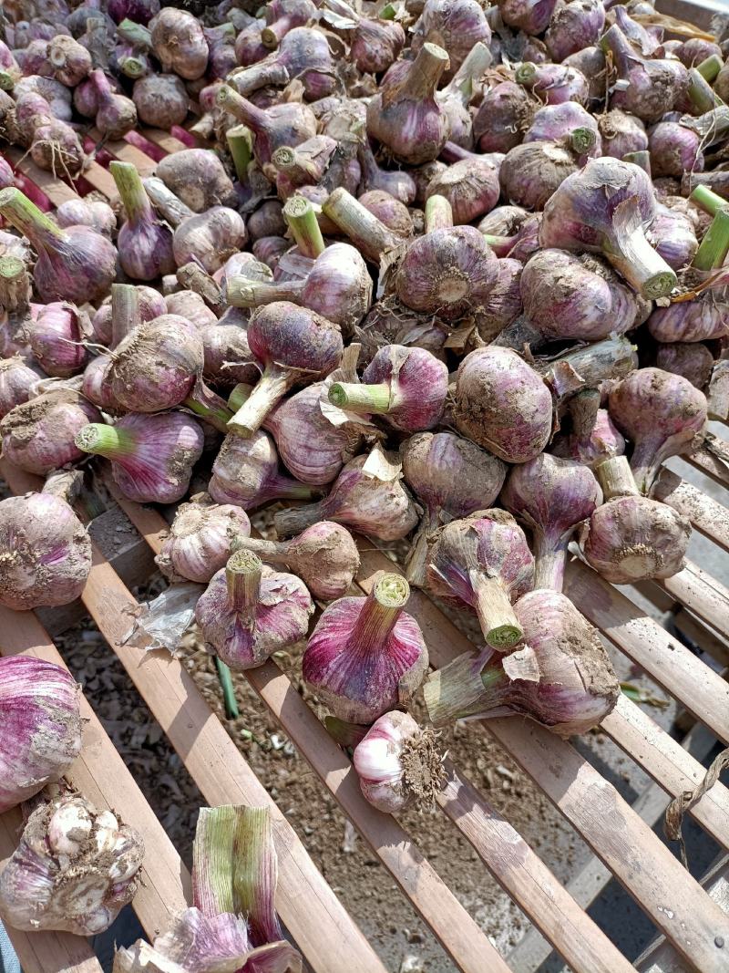 邳州精品鲜蒜已大量上市，适合拔皮晾晒，进出口贸易