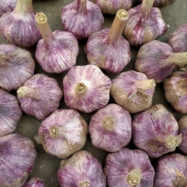 邳州精品鲜蒜已大量上市，适合拔皮晾晒，进出口贸易