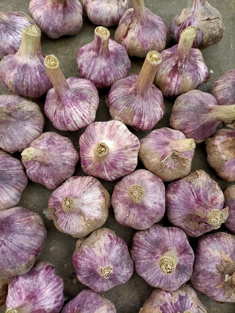 邳州精品鲜蒜已大量上市，适合拔皮晾晒，进出口贸易