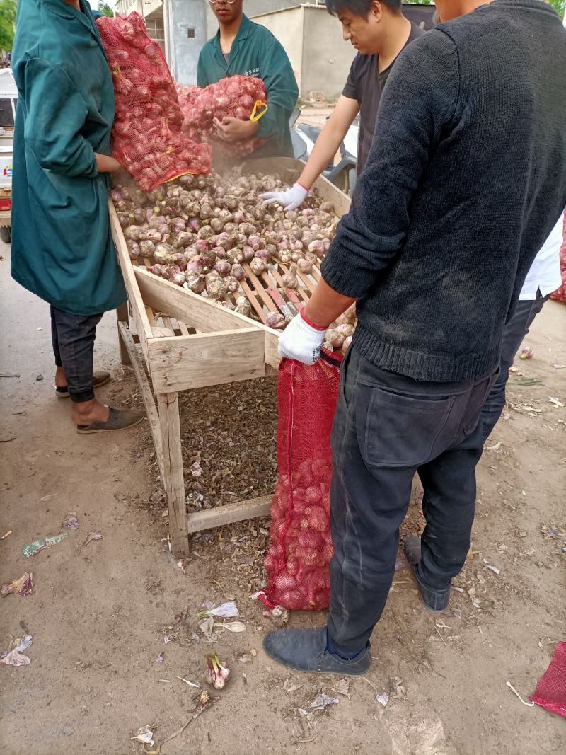 邳州精品鲜蒜已大量上市，适合拔皮晾晒，进出口贸易