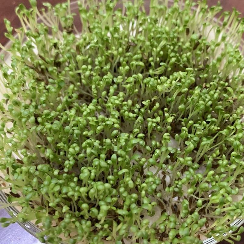 （新货）蒲公英种子质量好的一代杂交产量高根茎叶都可以食用