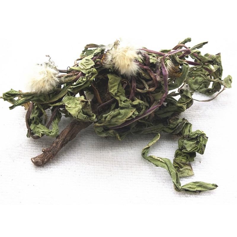 （新货）蒲公英种子质量好的一代杂交产量高根茎叶都可以食用