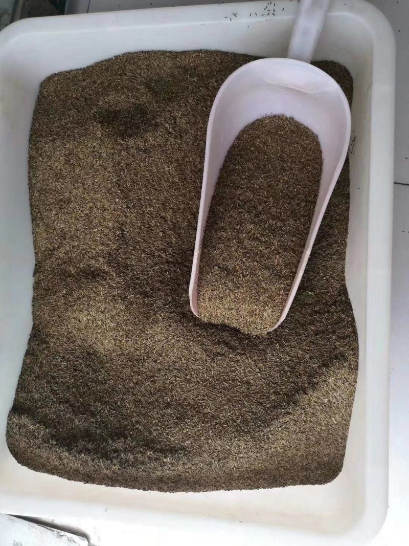 （新货）蒲公英种子质量好的一代杂交产量高根茎叶都可以食用
