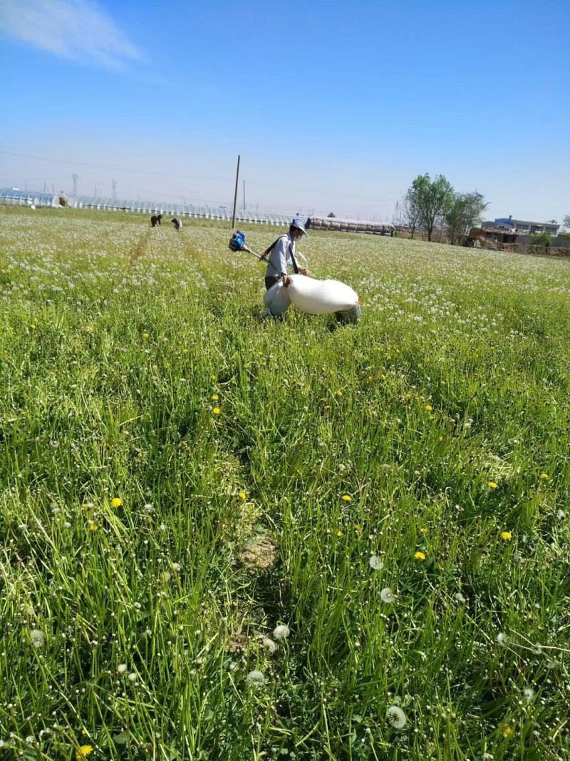 （新货）蒲公英种子质量好的一代杂交产量高根茎叶都可以食用