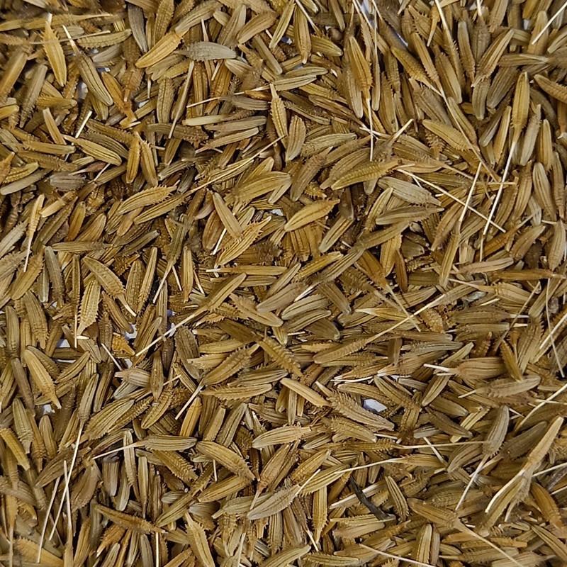 【新货】药用蒲公英种子质量好一代杂交种