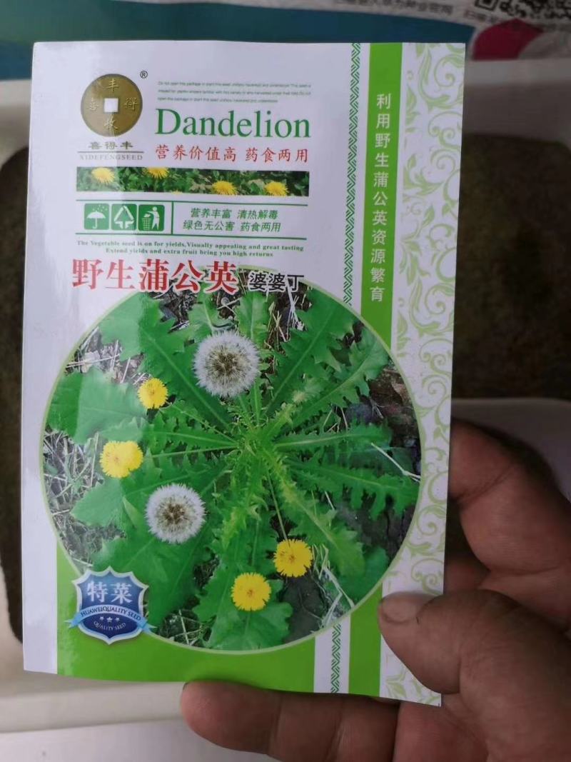 【新货】药用蒲公英种子质量好一代杂交种