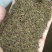 【新货】药用蒲公英种子质量好一代杂交种