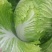 大白菜