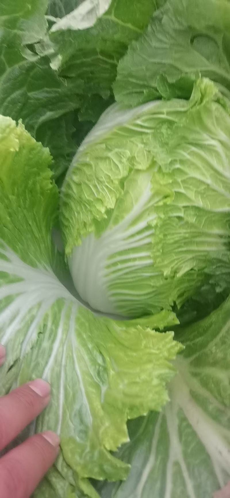 大白菜