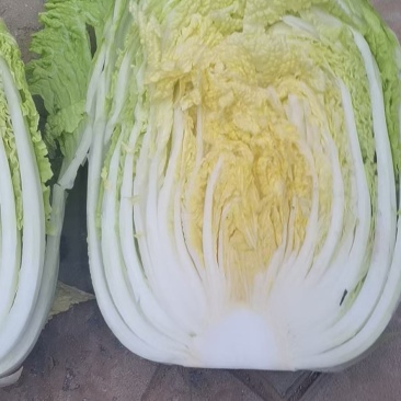 大白菜