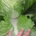 大白菜