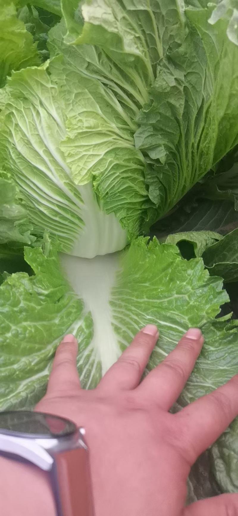大白菜