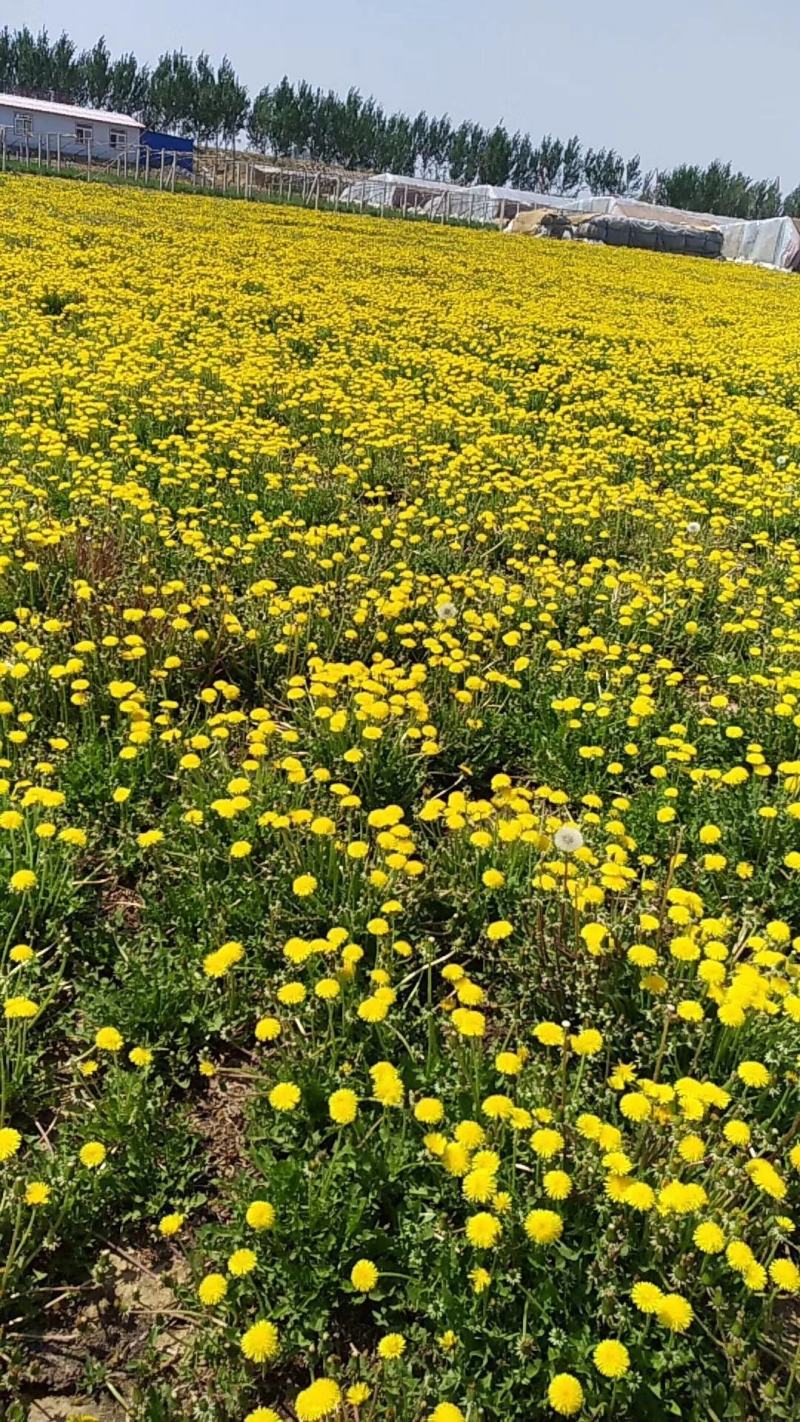 【新货】药用蒲公英种子质量好一代杂交种