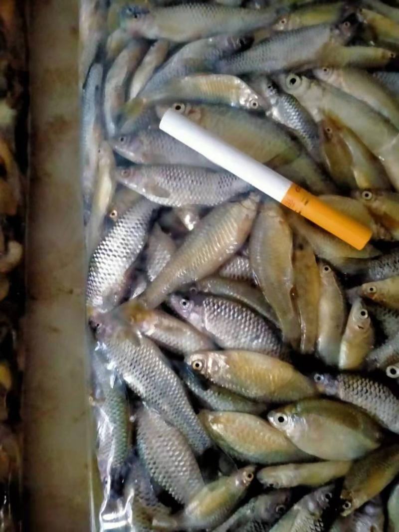 麦穗鱼