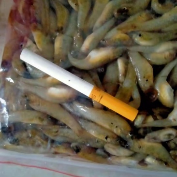 麦穗鱼