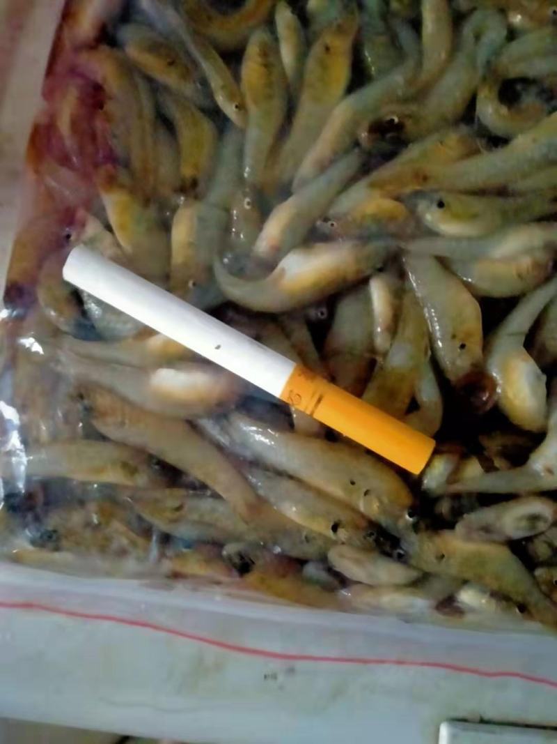 麦穗鱼