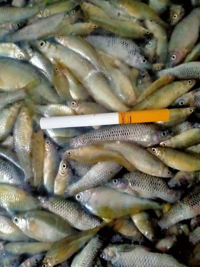 麦穗鱼