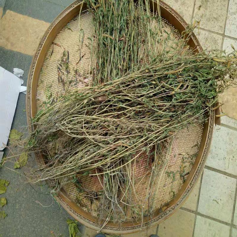 中药材软肝草粉铁甲草软甘草益肝草现磨包邮